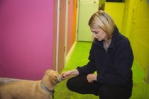 Donna che nutre cucciolo al centro di cura del cane — Foto stock