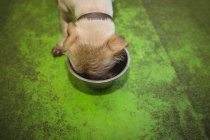 Cucciolo mangiare dalla ciotola del cane al centro di cura del cane — Foto stock