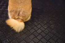 Tail of shiba inu puppy at dog care center — Stock Photo