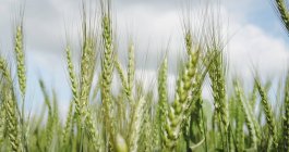 Вид на пшеничне поле в сонячний день — стокове фото