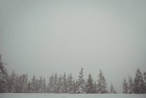 Pini coperti di neve durante l'inverno — Foto stock