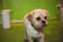 Close-up de cachorro terrier no centro de cuidados do cão — Fotografia de Stock