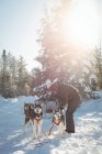 Musher, пов'язуючи husky собаки повинні саней взимку на сніжний пейзаж — стокове фото