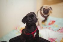 Chiens de carlin reposant sur un lit de chien au centre de soins pour chiens — Photo de stock