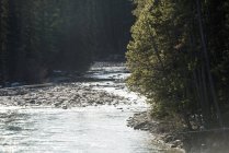 Vista maestosa del fiume che scorre attraverso la foresta stagionale — Foto stock