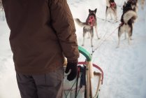 Mid-section of man on a sleigh ride with Siberian husky — Stock Photo