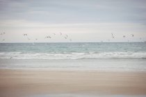 Sea gulls flying over the beach near the sea — Stock Photo