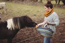 Beautiful woman with basket feeding horse in field — Stock Photo