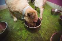 Cachorro comiendo del cuenco del perro en el centro de cuidado del perro — Stock Photo