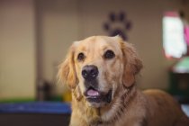 Curioso golden retriever en el centro de cuidado de perros - foto de stock