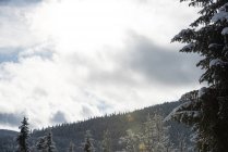 Arbres enneigés et forêt de montagne à Banff, Alberta, Canada — Photo de stock