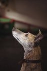 Curious greyhound dog looking up at dog care center — Stock Photo