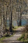 Спокойный вид на грунтовые рельсы через лес при дневном свете — стоковое фото
