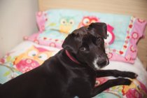 Portrait of black beagle sitting on dog bed at dog care center — Stock Photo