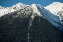 Majestuosa vista de hermosas montañas cubiertas de nieve y bosque - foto de stock