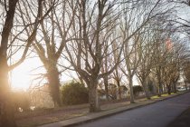 Vista exterior de árboles desnudos alineados y camino vacío en luz suave - foto de stock