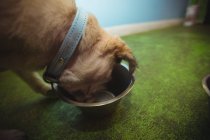 Close-up de cachorro comendo de tigela de cão no centro de cuidados do cão — Fotografia de Stock