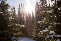 Зимой деревья покрыты снегом — стоковое фото