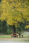 Пустая скамейка под деревом в парке — стоковое фото