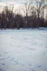 Снежный пейзаж со следами на свежем снегу в лесу с заснеженными деревьями — стоковое фото