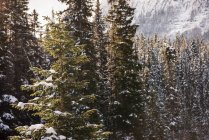 Arbres couverts de neige en hiver — Photo de stock
