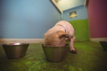 Filhote de cachorro comendo da tigela do cão no centro de cuidados do cão — Fotografia de Stock
