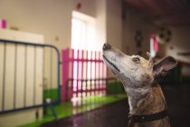 Curious greyhound dog looking up at dog care center — Stock Photo
