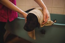 Femme baignant un chien dans la baignoire au centre de soins pour chiens — Photo de stock