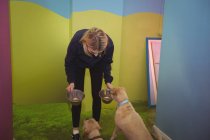 Mujer alimentando perros en centro de cuidado de perros - foto de stock