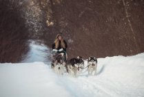 Gruppo di cani siberiani che tirano la slitta portando donna — Foto stock