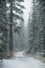 Strada ghiacciata tra file di alberi innevati in inverno — Foto stock