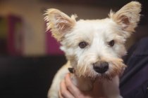 Nahaufnahme von einem Welpen aus dem Hause York Terrier — Stockfoto