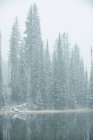 Снежные сосны на берегу озера зимой — стоковое фото