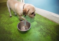 Puppy with dog bowl at dog care center — Stock Photo