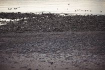 Скалистое побережье вдоль моря с струящимися водоплавающими птицами в сумерках — стоковое фото