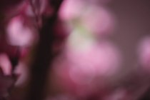 Abstract blurred view of branch with pink flowers — Stock Photo