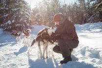 Musher tying husky dogs to the sledge during winter on a snowy landscape — Stock Photo