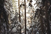 Pini ricoperti di neve in scenografici retroilluminati durante l'inverno — Foto stock