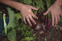 Close-up of harvesting beetroot in vegetable garden — Stock Photo