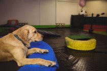 Golden retriever relaxing on trampoline at dog care center — Stock Photo