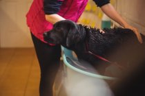 Середина жінки, що купає собаку у ванні в центрі догляду за собаками — стокове фото