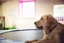 Golden retriever relaxante no trampolim no centro de cuidados do cão — Fotografia de Stock