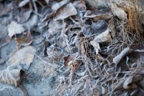 Primer plano de las hojas y raíces secas - foto de stock
