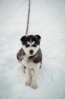 Jeune chien sibérien attendant sur la neige — Photo de stock