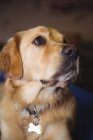 Primer plano de golden retriever en el centro de cuidado de perros - foto de stock