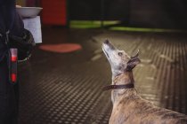 Close-up of greyhound dog looking up at dog care center — Stock Photo