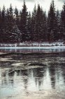 Rio e árvores na temporada de inverno, Banff, Alberta, Canadá — Fotografia de Stock