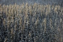 Vista maestosa di pini innevati nella foresta — Foto stock