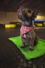 Shih tzu cucciolo seduto sul tappeto e guardando verso il centro di cura del cane — Foto stock