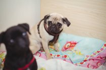 Пугові собаки відпочивають на собачому ліжку в центрі догляду за собаками — стокове фото